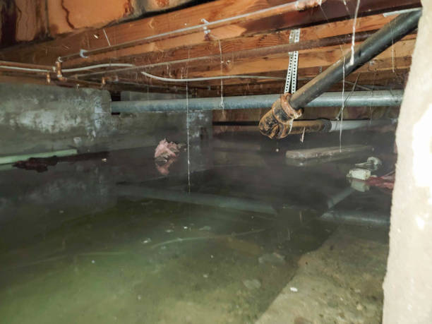Best Mold removal after water damage  in Wilmington Island, GA