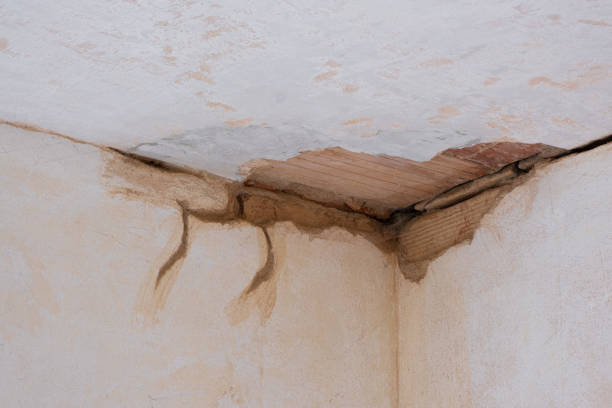 Best Professional water damage repair  in Wilmington Island, GA