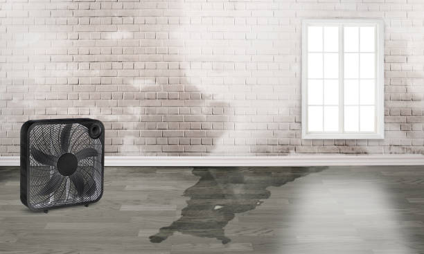 Best Water damage restoration near me  in Wilmington Island, GA